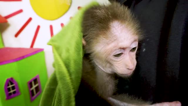 Baby monkey funny video(❤️please subscribe my channel ❤️)
