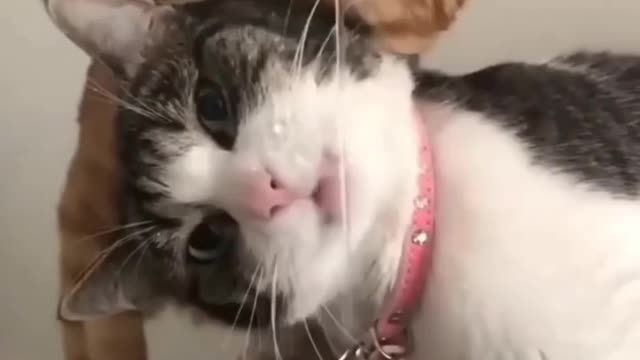 Cat funny video part-56