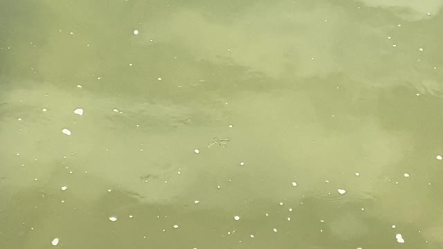 Minnows of the Humber River 57