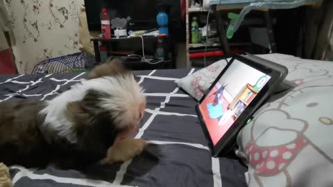 PUPPY SERIOUSLY WATCHING CARTOONS ON THE TABLET