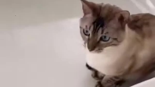 😍😍Funny cat asking her owner 2 giv her bath sooo cuteee 🐈😂😂## 2021 viral video###