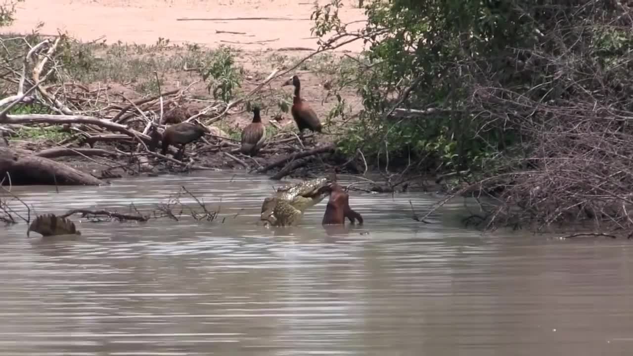 crocodile attacking and eating gazelle