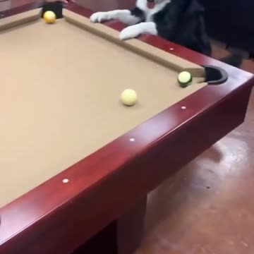 Dog plays pool better than me