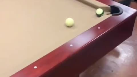 Dog plays pool better than me