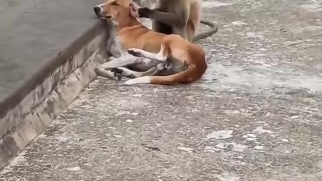 dog monkey funny video |dog monkey prank video |dog comedy |monkey funny video |