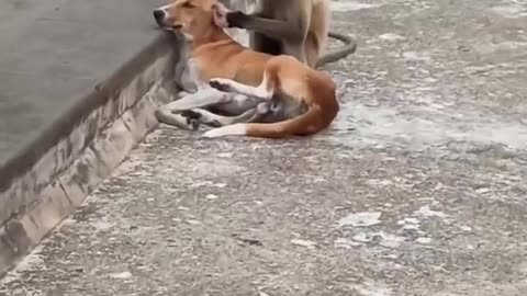 dog monkey funny video |dog monkey prank video |dog comedy |monkey funny video |