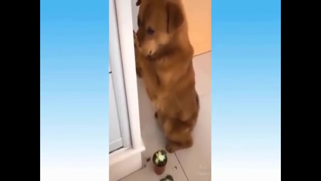 dog got grounded because he did it haha - Funny dog videos - Funny Dogs