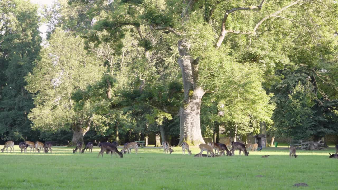 A herd of fallow deer grazes in a meadow by a forest on a sunny day