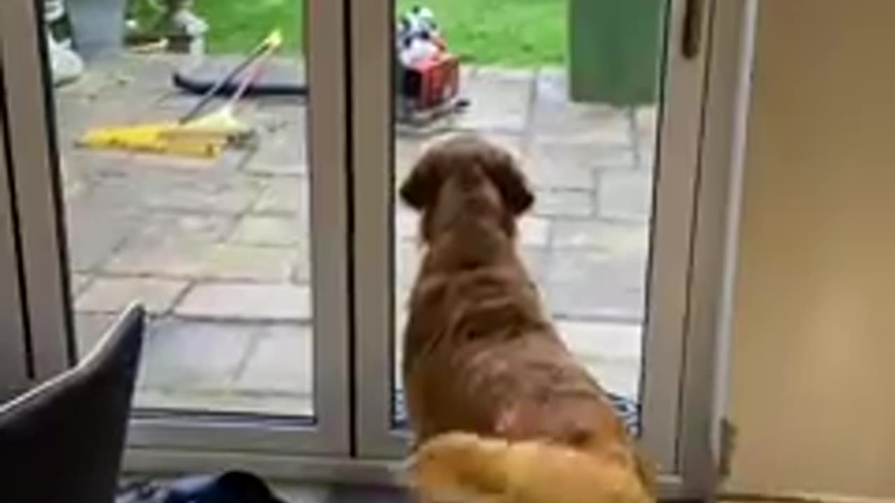 Hilarious Golden Retriever Reaction to the Gardener