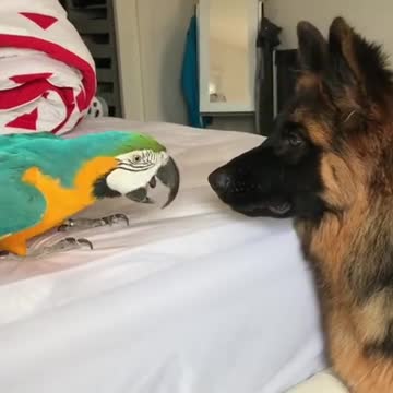 Ovejero Alemán y loro comparten una extraña amistad animal