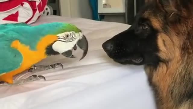 Ovejero Alemán y loro comparten una extraña amistad animal
