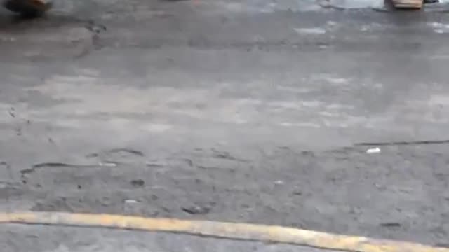 Duck Goes for a Walk in Tennis Shoes