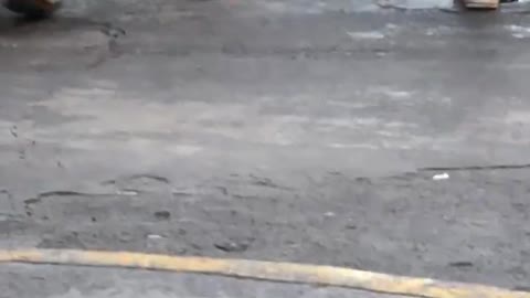 Duck Goes for a Walk in Tennis Shoes