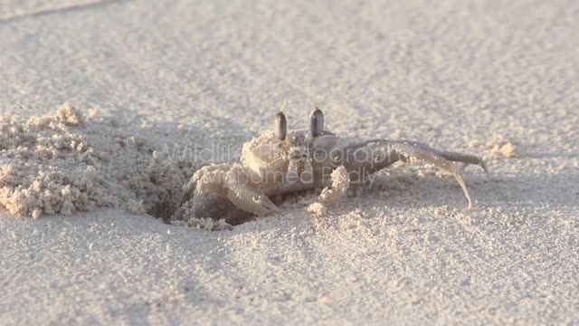 Crab digs its own nest