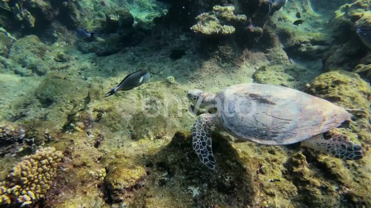 Underwater beauty