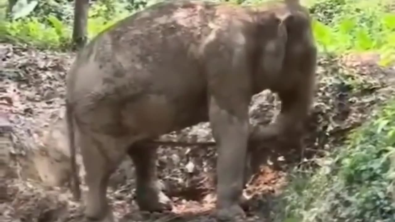 Funny Moments Animals-6