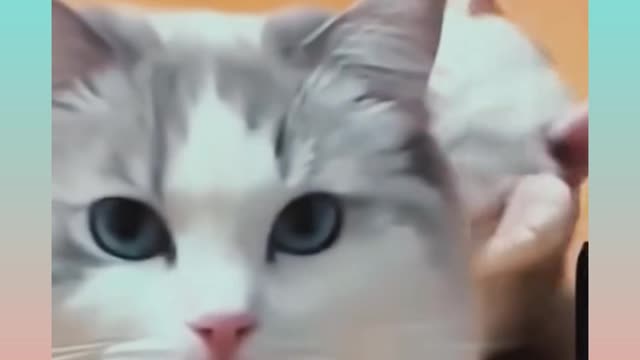 Cute and Funny Cat Videos Compilation | Aww Animals