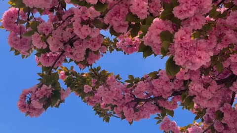 Scenery: Blue sky: flowers