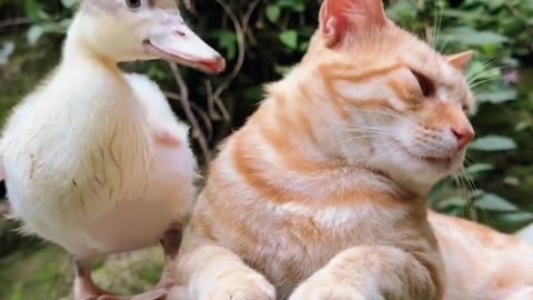 Cute Cat