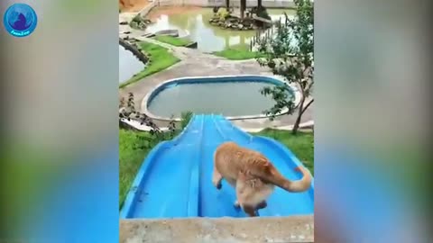 Cute Minutes - Two Minutes Funny Puppy Videos Compilation