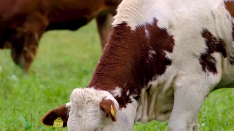 relaxing videos cow farming