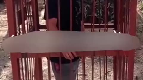 "Originally occupied a place in a tree. Now is in a cage, where the conditions