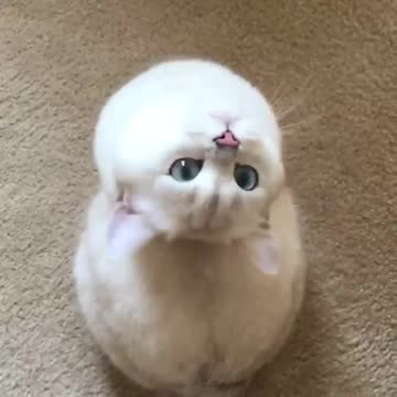 Just because I resemble an owl doesn’t mean I won’t hunt birds