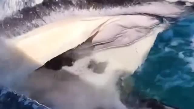 Expensive video of animals.