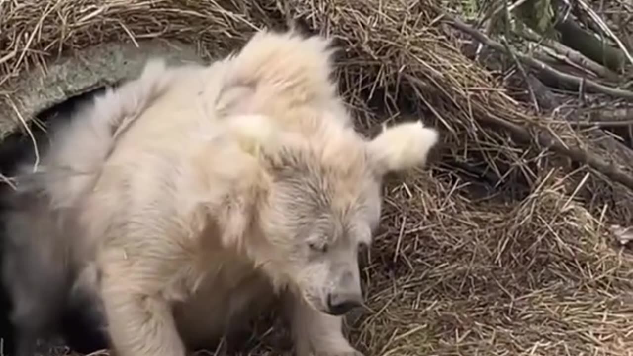 Successful Fails Compilation: Epic Moments