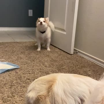 Cute pomsky trying to steal his big brother’s cookies.