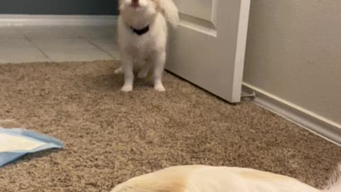 Cute pomsky trying to steal his big brother’s cookies.