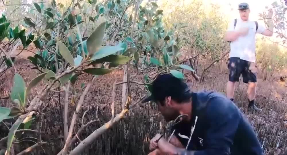 Catch the giant Sri Lankan crab