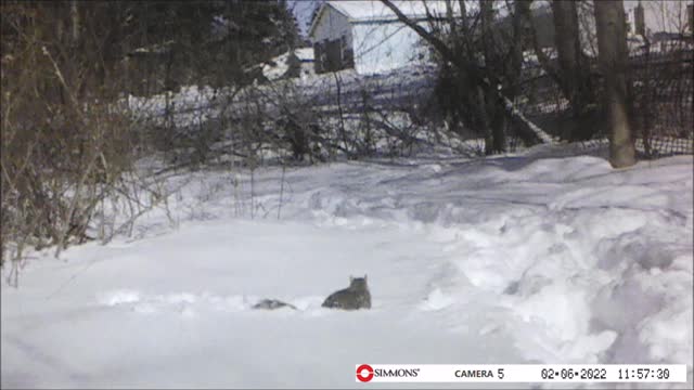 Backyard Trail Cam - Squirrel Under the Snow