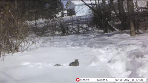 Backyard Trail Cam - Squirrel Under the Snow