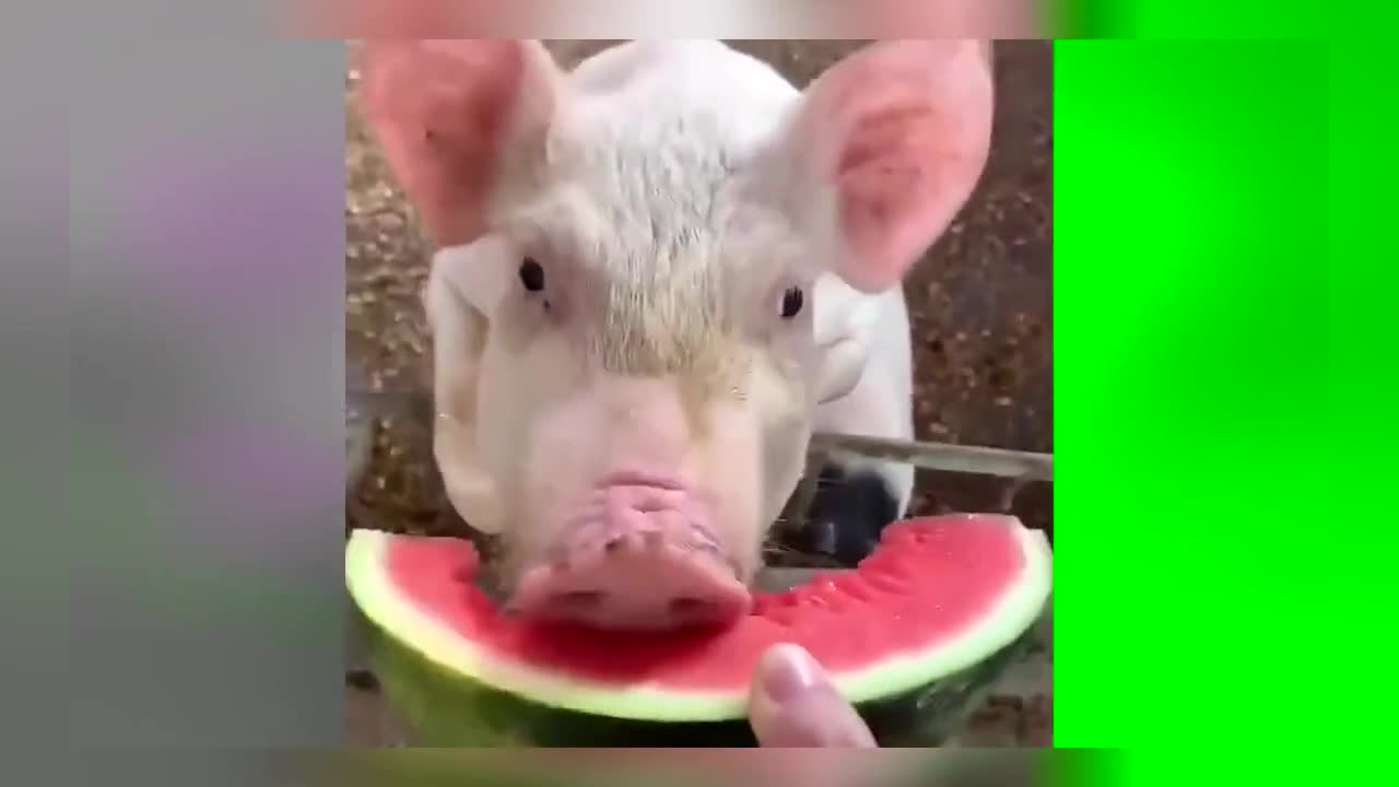 Pig eats watermelon