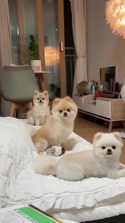 3 Cute Dogs Breeds Pets Compilation