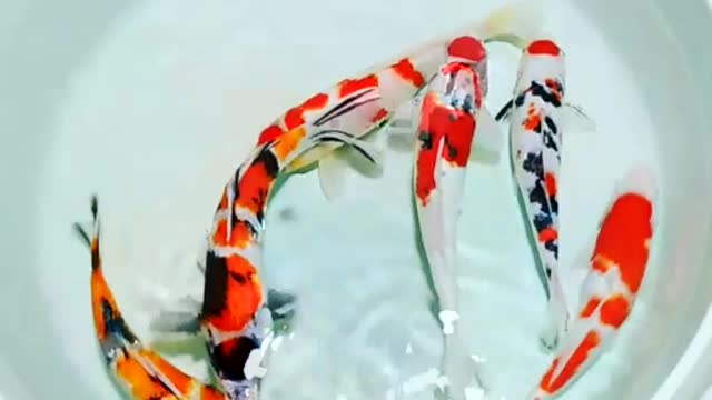 Mix koi fish