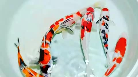 Mix koi fish