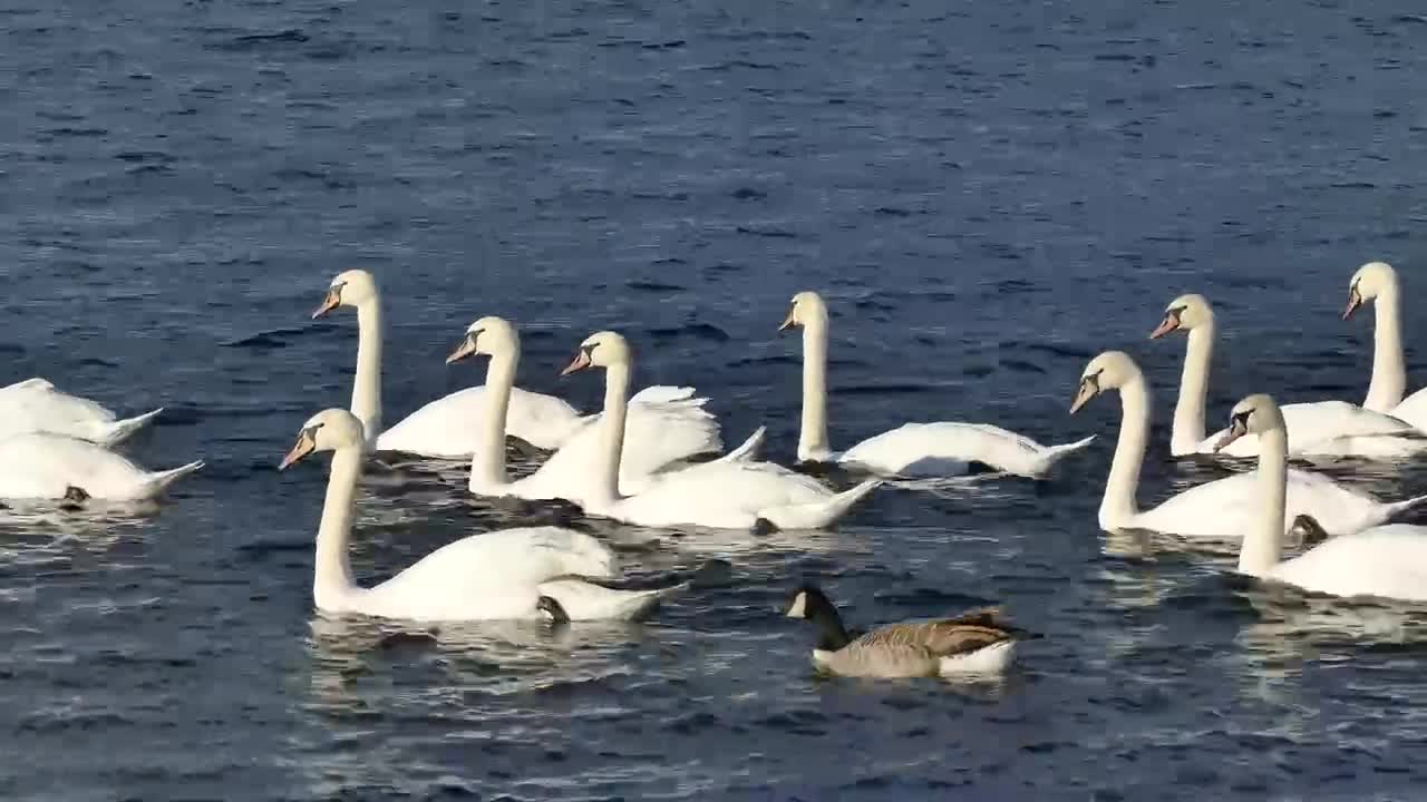 Swans Ducks Water White Bird