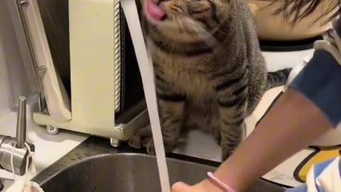 #cat #funny