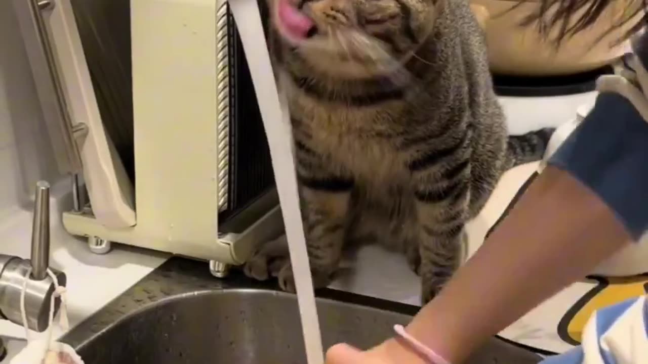 #cat #funny