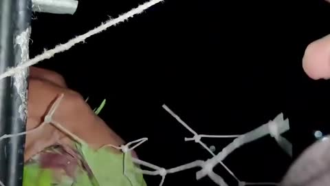 Guy Rescues A Thirsty Parrot Tangled In A Net