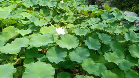 This lotus is white