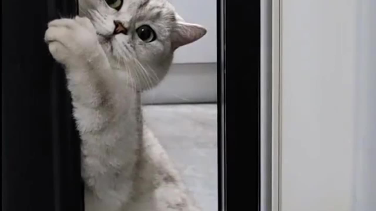 Cute cat funny video 📷