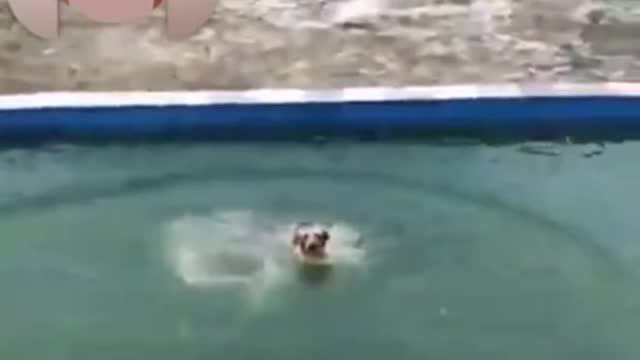 The best bath for this cute little dog