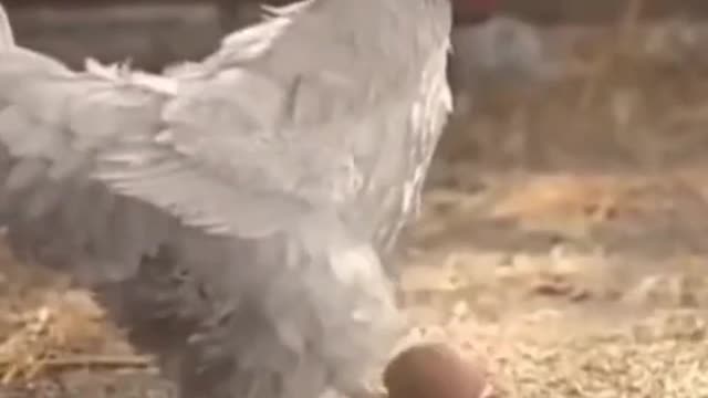 best Hen playing to boll in stunt just #fun