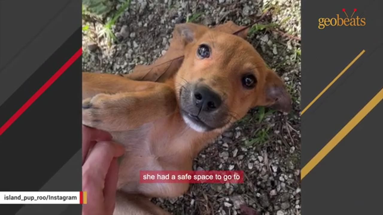 Woman does sweetest thing for bullied dog