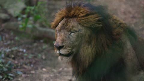 Close up on Lion
