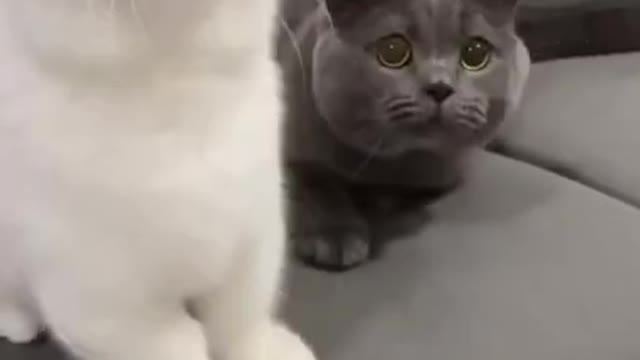 Funny Cat Dance | Cat 🐱 Instagram Trend Dance