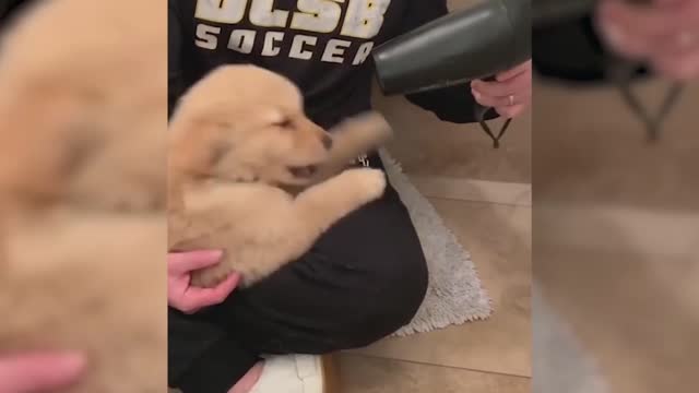 Have you ever seen a golden retriever hair dryer？